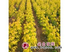 金叶复叶槭供应 金叶糖槭苗 金叶复叶槭小苗长期出售 信誉苗圃图1
