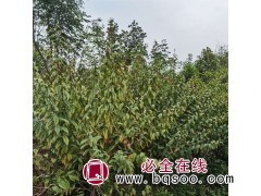 木槿苗图1