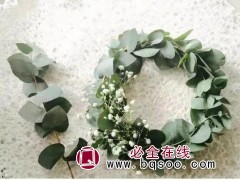 尤加利苗 花材尤加利 云南桉树苗基地直发 芙洛拉永生花卉厂图1