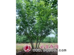 从生白蜡高度5米左右 丛生白蜡价格 老村庄家庭农场 精品白蜡图1