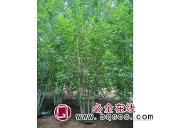 丛生白蜡高度6-7米价格 邳州白蜡基地 白蜡 老村庄家庭农场图1