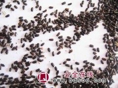 薰衣草种子图1