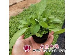 鼠尾草钵苗图1
