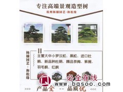 专注高端景观造型树，杭州杨楠园艺和松缘，大小罗汉松图1