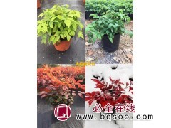火焰南天竹 南天竹小苗 火焰南天竹小苗供应 杭州泥土芬芳园艺图1