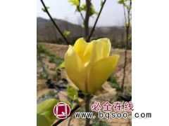 新品种黄鸟玉兰树苗 纯黄色花_邳州黄鸟玉兰苗 老村庄家庭农场图1