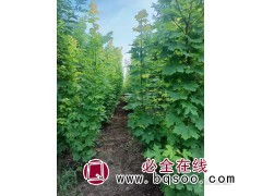 普林斯顿黄金枫苗图1