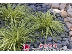 苔草 基地直供 常年低价批发金叶苔草 杭州萧山新街安花园艺场图1