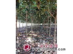 枇杷树,供应优质枇杷苗,选笑笑园林-百颗起批-东台苗木基地图1