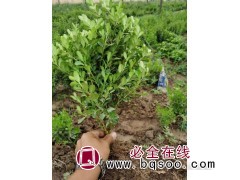 瓜子黄杨价格 直供瓜子黄杨小苗 大杯瓜子黄杨苗 绿茵园林图1