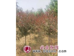 紫叶李_种植基地发货_红叶李_张庄寨科飞苗木专业种植合作图1