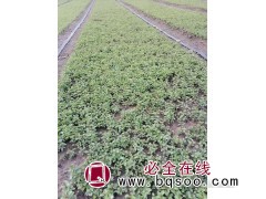 10公分小叶女贞苗价格品种全__小叶女贞苗-铁岭市志宏苗圃图1