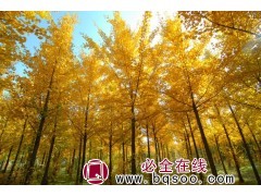银杏树价格_2021年银杏树最新价格表-东台笑笑园林图1