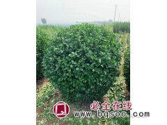 大叶黄杨球图1