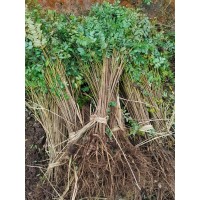 大量优质紫穗槐小苗基地_东北紫穗槐基地_兆宏苗木合作社