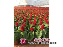 鸡冠花基地 鸡冠花 鸡冠花苗价格 黄楼花卉 潍坊培亮园林图1