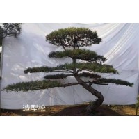 造型松_造型花木_造型黑松_厂直销_育美花卉苗木 山东造型松