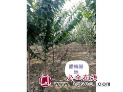 腊梅图1