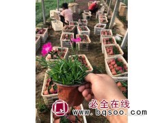 欧石竹图1