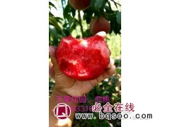 血桃苗品种 血桃苗价格 桃苗批发 山东万果庄园 血桃树苗图1