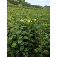 各类小叶丁香出售-型号齐全-东北小叶丁香基地 久艳苗圃