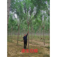 速生白蜡