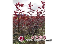 东北紫叶矮樱基地 承接绿化园林工程 紫叶矮樱价格 景新苗木图1