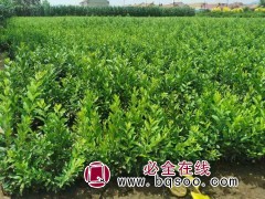 水腊树苗-开原市李氏兴盛苗圃-东北水腊基地-2021大量供应图1