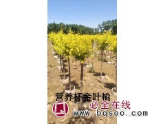 金叶榆 6-15公分5000棵现货 河北苗木 博野领越园林图1