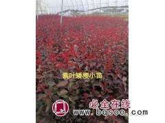紫叶矮樱苗 紫叶矮樱-东北苗木-辽宁开原曙光苗圃-紫叶矮樱图1