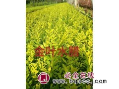 各类金叶水蜡出售-东北金叶水蜡球货源-辽宁开原曙光苗圃图1