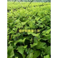 金叶风箱果苗