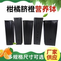 柑橘脐橙营养钵-营养钵-河北亚盛塑料制品厂-柑橘育苗营养钵