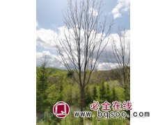 水曲柳苗 优质水曲柳 东北苗木-开原水曲柳大树-东胜苗木图1