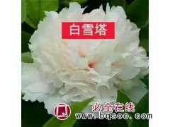 牡丹价格 菏泽牡丹基地种植 大量销售观赏牡丹 芳蕊牡丹图1
