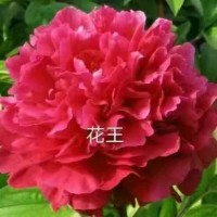 花王观赏牡丹