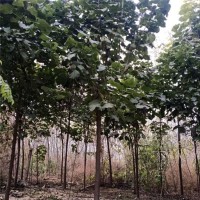 梓树12-18公分现货供应 河北苗木 保定木登园林绿化工程