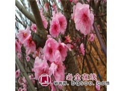 高杆2米梅花8-12公分，河北苗木 梅花基地 保定木登园林图1