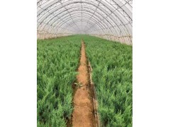 沙地柏杯苗