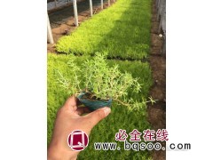 青州佛甲草-青州市润景花卉苗木-黄楼花卉基地-佛甲草批发图1