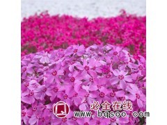 丛生福禄考 丛生福禄考苗 鞍山宿根花卉 鞍山百卉园艺场图1