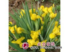 黄菖蒲批发 常绿水生鸢尾 工程苗水生鸢尾价格 鞍山百卉园艺场图1
