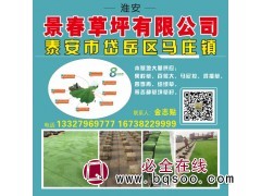 沙培果岭草 高尔夫球场草坪 草皮草卷 果岭草种植基地带土发货图1