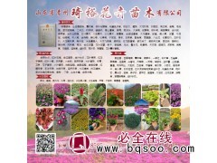 青州花卉基地 青州二月兰花苗 二月兰钵苗大量批发 二月兰苗图1
