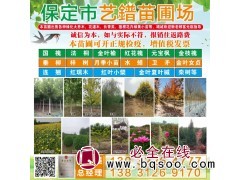 基地批发园林绿化木槿树 木槿花价格 丛生木槿树 艺镨苗圃木槿图1