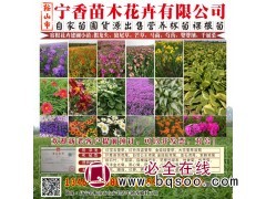 蛇鞭菊批发 台安蛇鞭菊杯苗 基地直销 宁香苗木 供蛇鞭菊钵苗图1