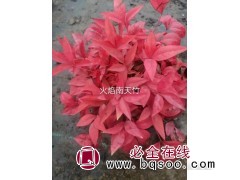 两百亩南天竹低价急售-火焰南天竹小苗价格-潍坊培亮园林图1
