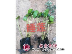 睡莲苗价格 睡莲批发-水生睡莲价格,人工浮岛-潍坊培亮园林图1