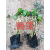 睡莲苗价格 睡莲批发-水生睡莲价格,人工浮岛-潍坊培亮园林