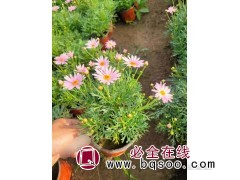 木春菊（玛格丽特)苗价格 青州花卉基地 美城花卉苗木图1